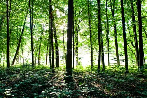 Beautiful Green Forest Stock Photo Image Of Growth Foliage 43891672