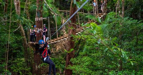 Cairns Daintree Rainforest Canopy Ziplining Tour Getyourguide