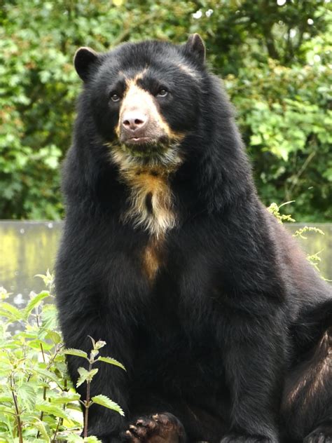 Spectacled Bear Zoochat