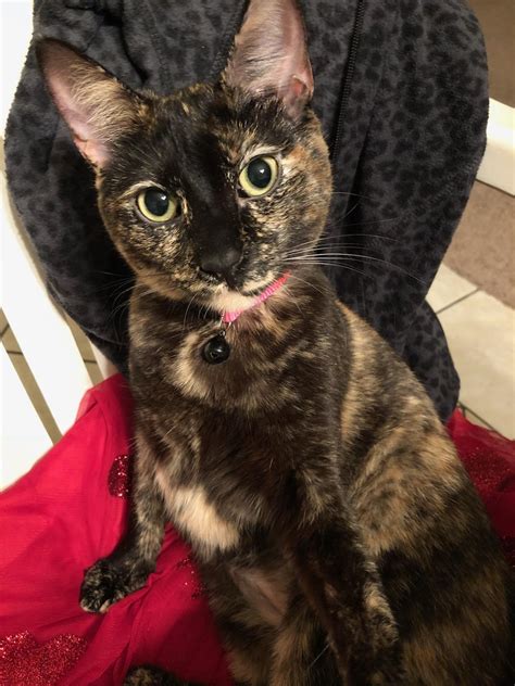 My Little Adopted Tortie Pixie Rtorties