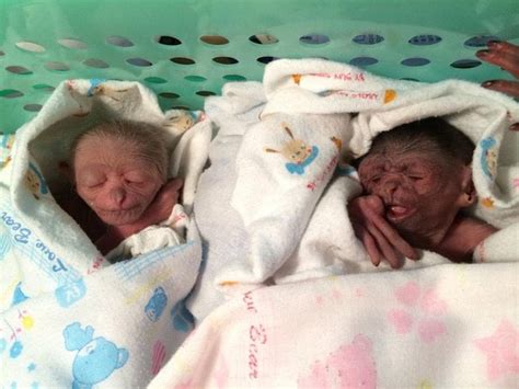 Baby Boy Of Phukets First Gibbon Twins Found Dead The Thaiger