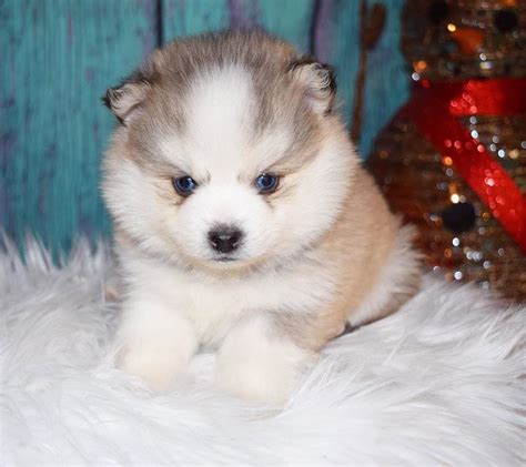 pomsky puppies for sale kansas city cute puppies