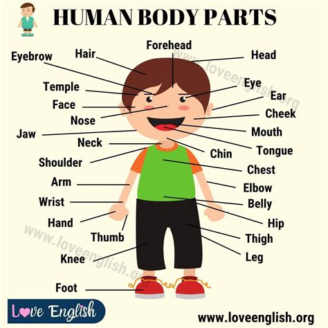 Body Parts Names 20 Proper Names For Human Body Parts Love English