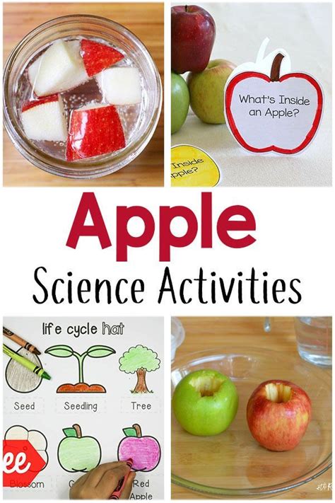 Preschool Apple Theme Activities Apple Activities Kindergarten