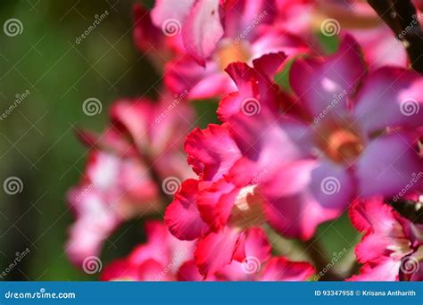 Beautiful Flower Background And View Of Bright Red Flower Blooming In