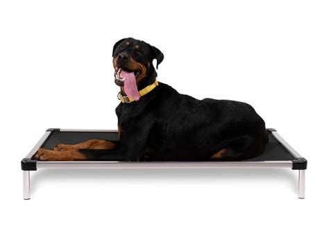 The Best Chew Proof Dog Beds For Your Rescue Dog