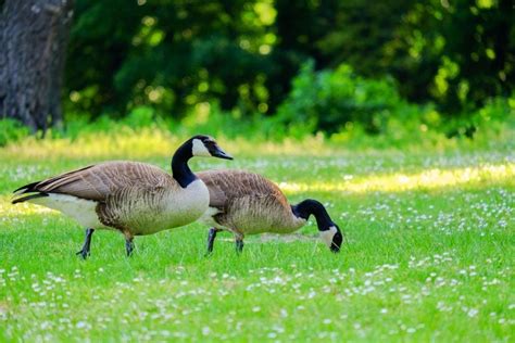 Geese can adapt to almost any place that offers grass, water, and a safe place to lay eggs. Effective Tips to Stop Geese From Pooping in Your Yard ...
