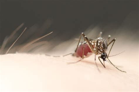 How Do Mosquitoes Decide Where To Lay Their Eggs Elife Science