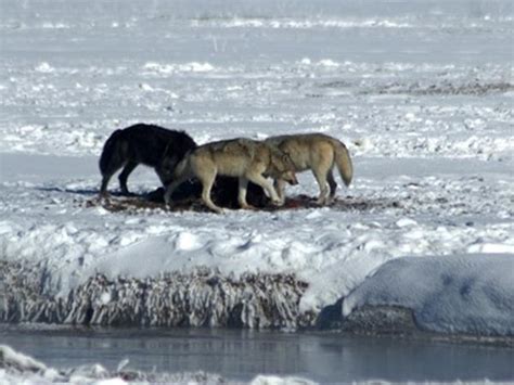 Wolf Watching Holiday In Yellowstone Usa Helping Dreamers Do