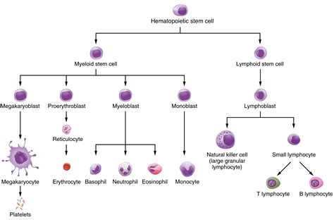 Which of the following bone tissues is adapted to support weight and withstand tension str. Drag The Labels Onto This Diagram Of The Carbon Cycle ...