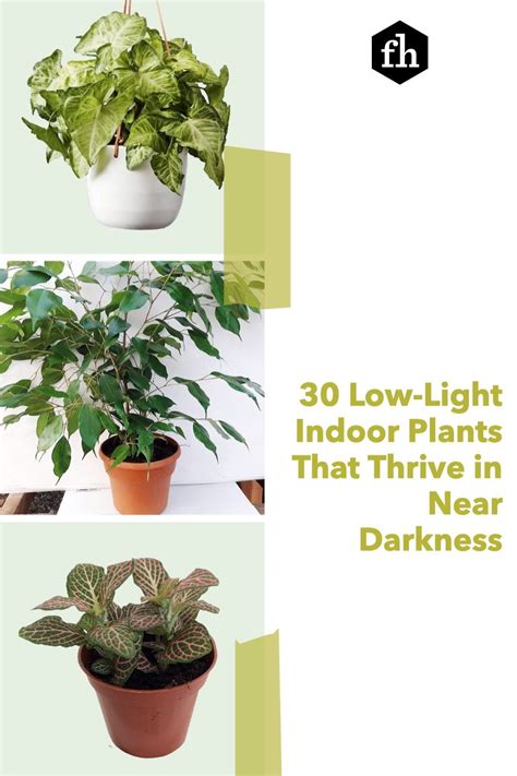 30 Low Light Indoor Plants That Thrive In Near Darkness In 2021 Low