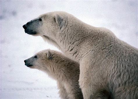 7 Polar Bear Animal Planet