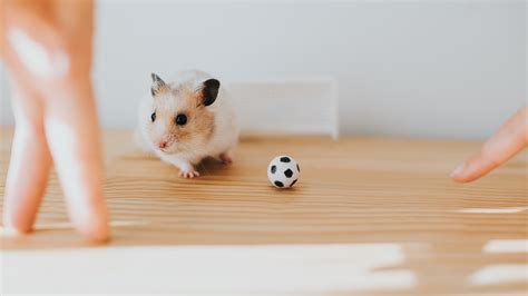How To Play With A Hamster Are You Engaging Properly Petsradar