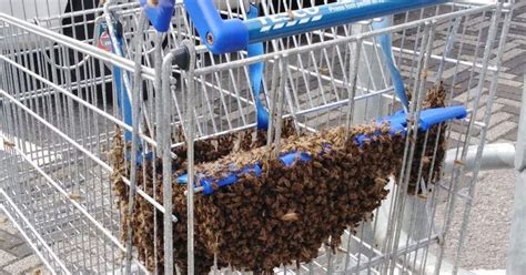 Huge Swarms Of Bees Causing Havoc As They Invade Towns And Cities Across Britain Mirror Online