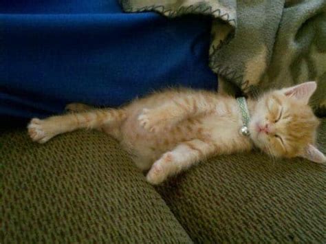 17 Super Cute Sleeping Kittens That Will Make You Want To