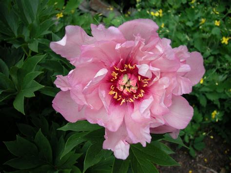 First Arrival Intersectional Pink Itoh Peony Pesticide Free