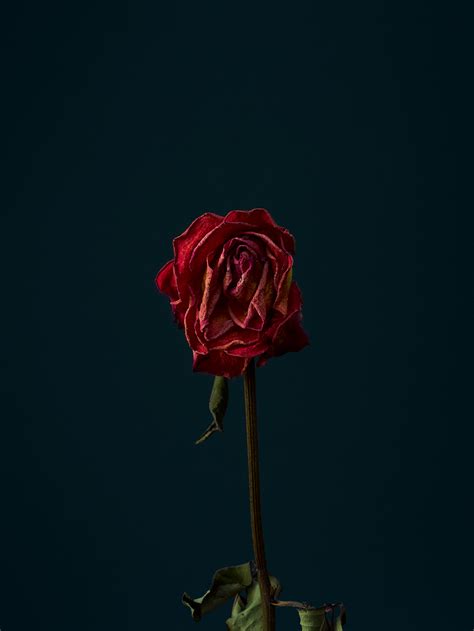 A place to receive free gamerpics & profile pictures for your gaming accounts! A dozen dead roses on Behance