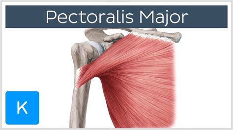 The Origin Insertion And Action Of Pectoralis Major Interactive