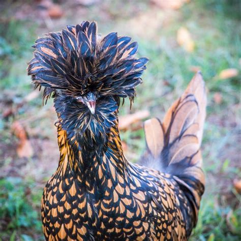 golden laced polish hen named mary ann chickens backyard chicken pictures polish chicken