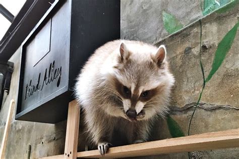 Cateaclysmic Blind Alley Raccoon Café In Seoul South Korea