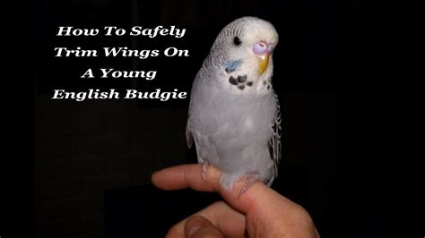 Safely Trimming Flight Feathers On A Young English Budgie How To