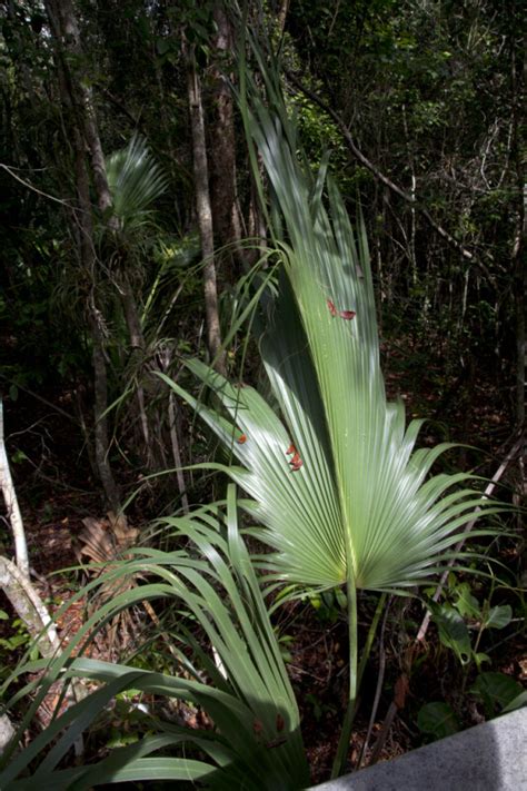 Saw Palmetto Frond Clippix Etc Educational Photos For Students And