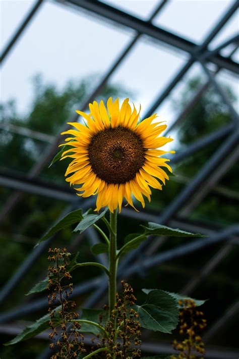 20 Sunflower Pictures Hq Download Free Images On Unsplash