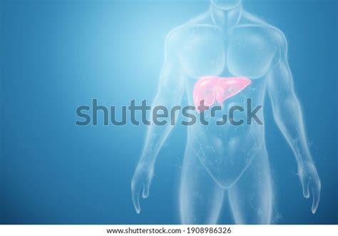Inflammed Liver Photos And Images And Pictures Shutterstock