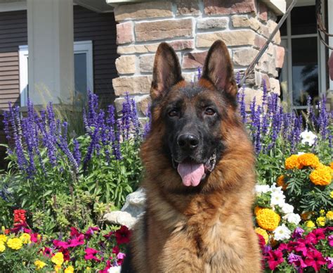 Puppyfinder.com is your source for finding an ideal puppy for sale in illinois, usa area. German Shepherd Breeders,German Shepherd puppies for sale ...