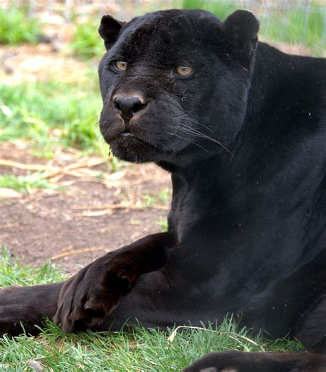 Head keeper killed at big cat sanctuary. Diablo Guapo - in memory - The Wildcat Sanctuary