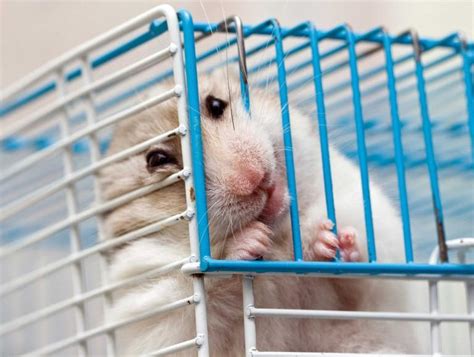 Why Does My Hamster Bite Its Cage Causes And Prevention