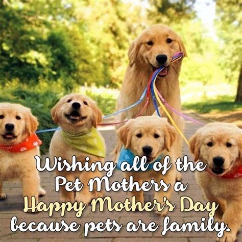 Pin By Kit Cat 💝 🍫 On I Love My Fur Babies Happy Mother S Day