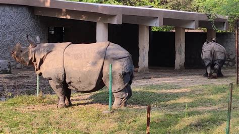 Delhi National Zoological Park Vlog Zoo Wildlife Saveanimals Zoo In