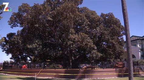 Deck Allows San Diego To Get Close To Massive Balboa Park Tree For 1st