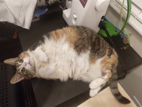 Id Say My Cat Is At Least A Heckin Chonker Chonkers