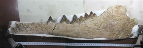 Fossil Of Four Legged Prehistoric Whale Found In Peru New Straits