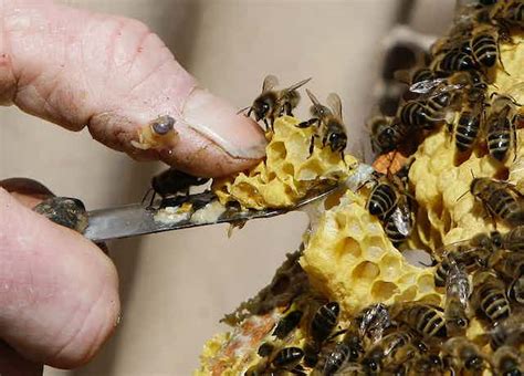 Pesticide Bans Might Give Us A Buzz But They Wont Necessarily Save The Bees
