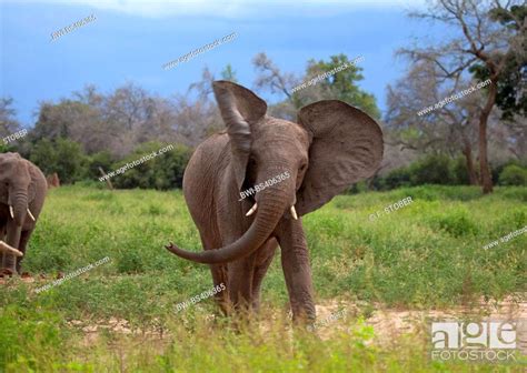 African Elephant Loxodonta Africana Cow Elephant In Threatening