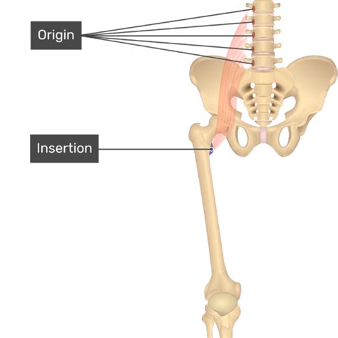 Iliopsoas Muscle Origin And Insertion