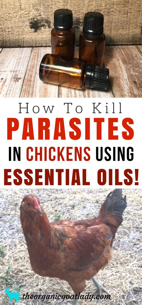 80 Best Of How Do You Kill Mites On Chickens Insectza