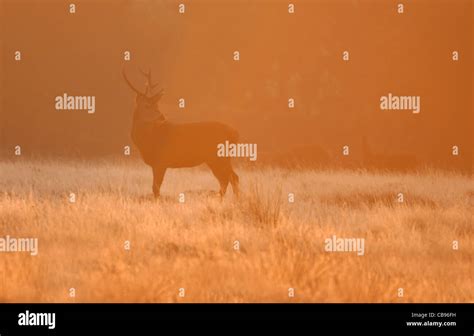 Red Deer Cervus Elaphus Stag At Sunrise Stock Photo Alamy