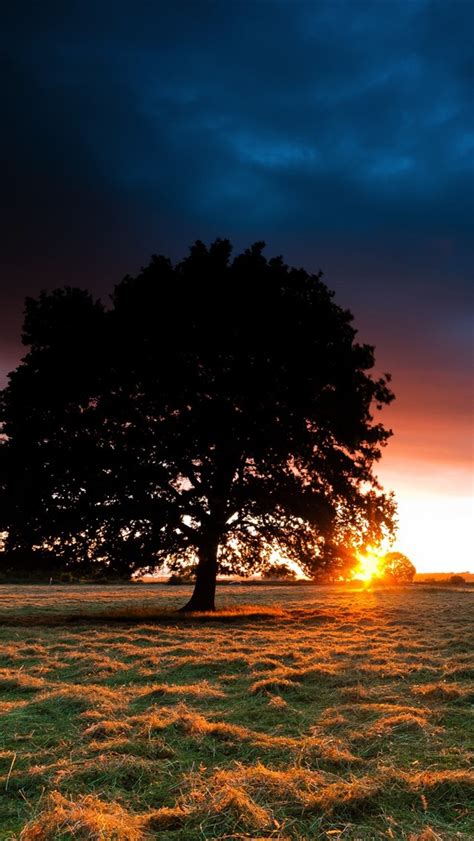 Wallpaper Lonely Tree Sunset Clouds Grass 2560x1600 Hd Picture Image