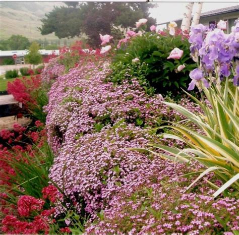 Saponaria Ocymoides Or Rock Soapwort Powerful Perennials