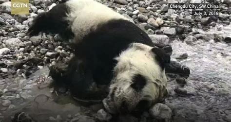 Baby Panda Killed In Terrifying Mudslide Videos Metatube