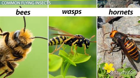 Hornets Wasps And Bees Differences And Characteristics Video