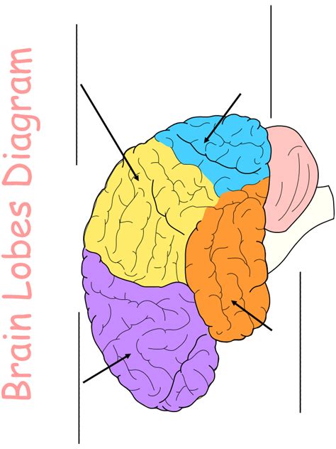 Printable Worksheet Brain Lobes Diagram