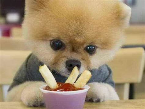 Cats may have an occasional can of. Can Dogs Eat French Fries