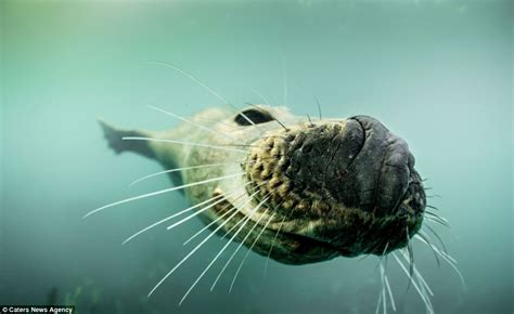 I Said No Pictures Playful Seal Bares Fearsome Set Of Teeth As It