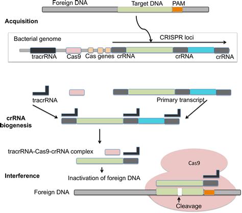 The CRISPR Cas System Analysis Annahof Laab At