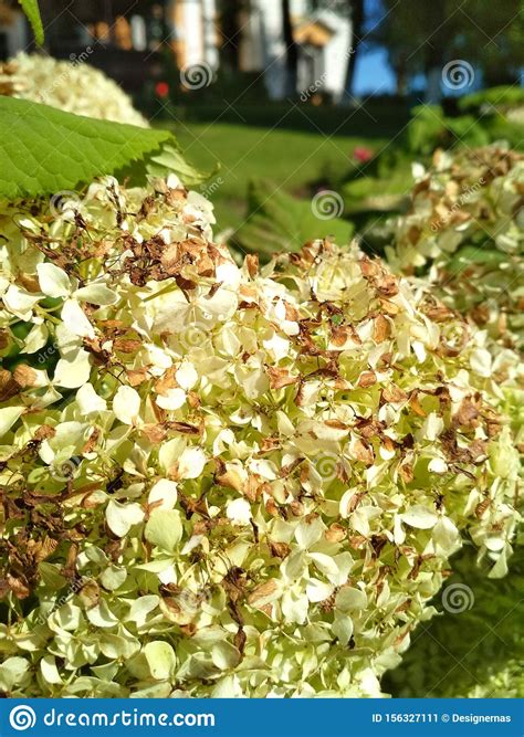 No matter where you live, the flower clusters change to. Photo Of White Hydrangea Flowers With Autumn Brown Petals ...